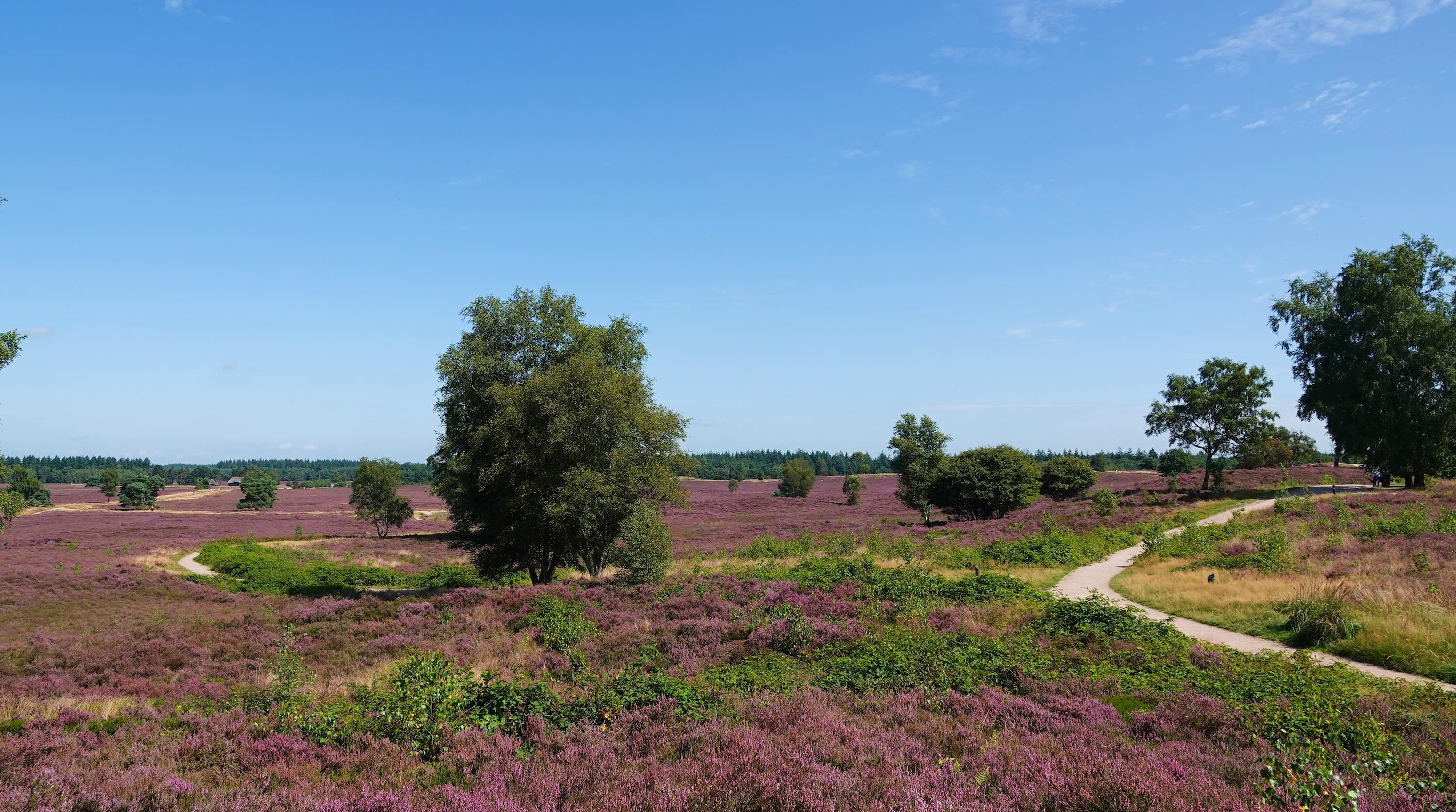 Heide in Gelderland volop in bloei in augustus