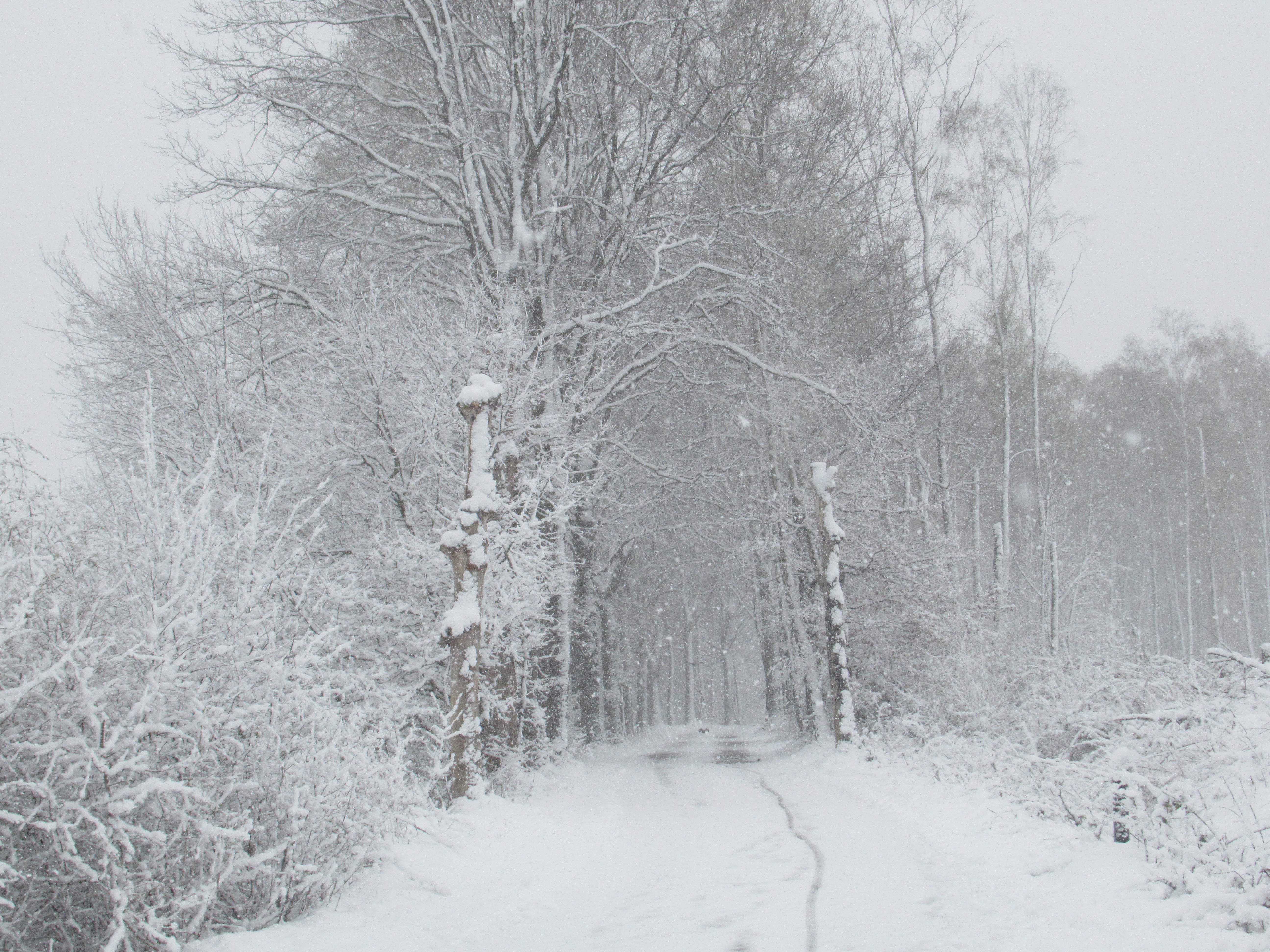 Zware sneeuwval op bospad