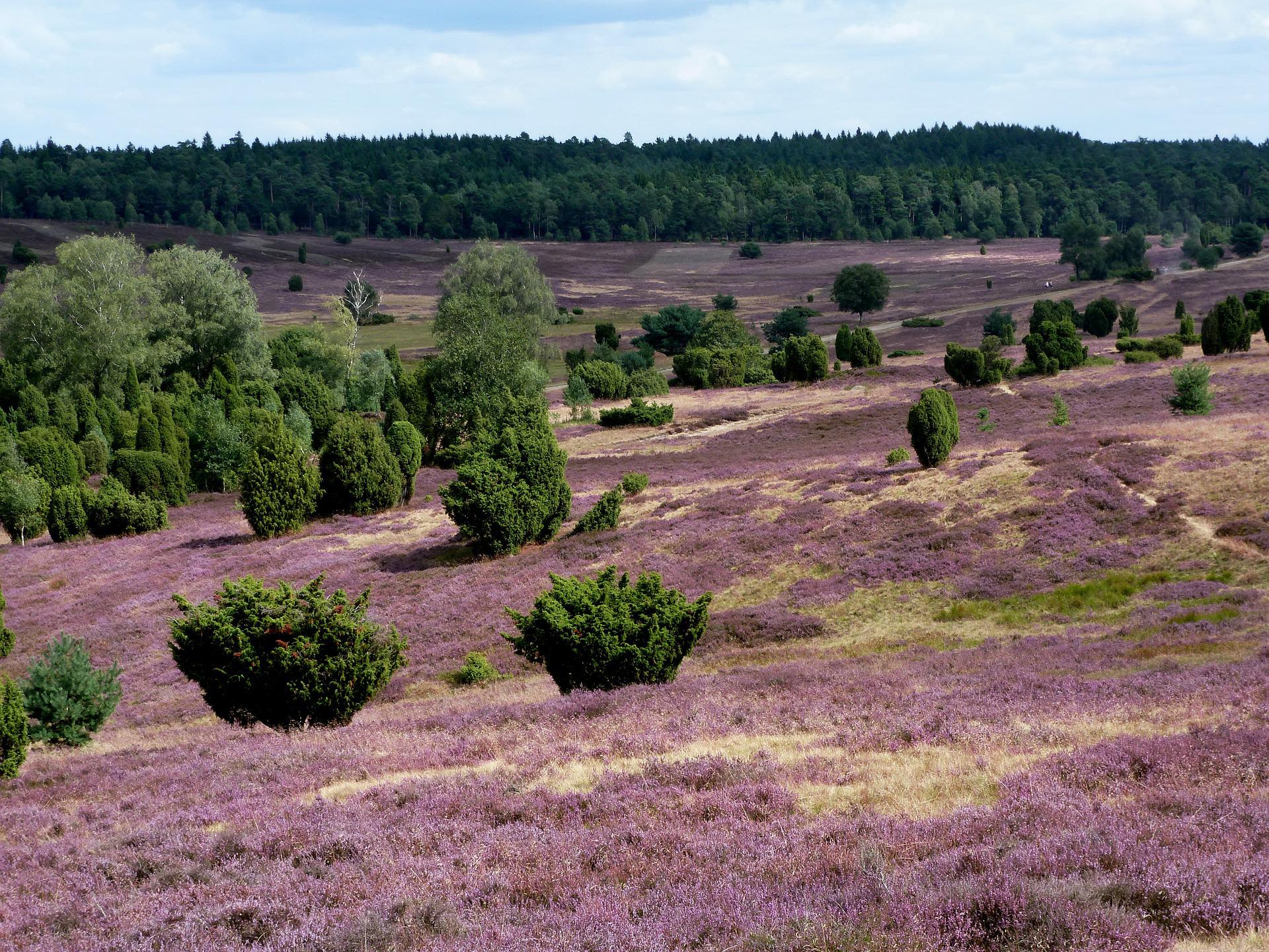 Lüneburger Heide. Foto: Marlis Dülsen - Pixabay.