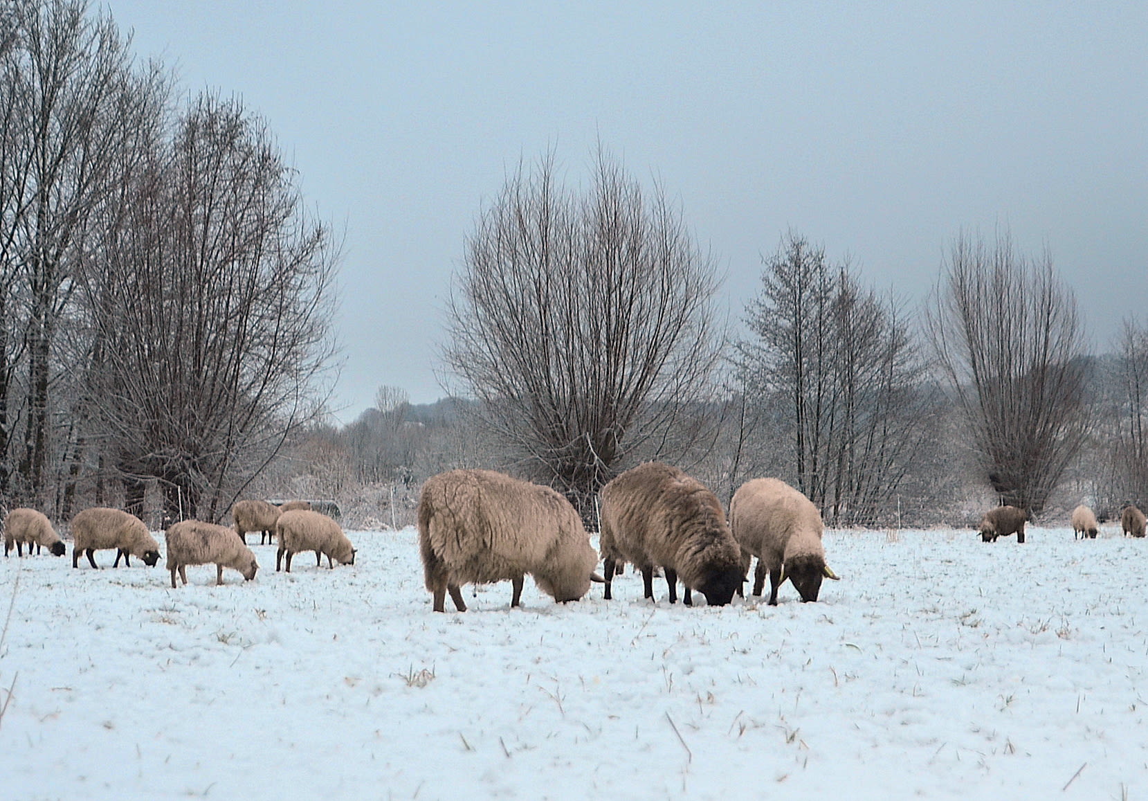 Sneeuw in het Limburgse Epen, januari 2017. Foto: Jan Boneschansker