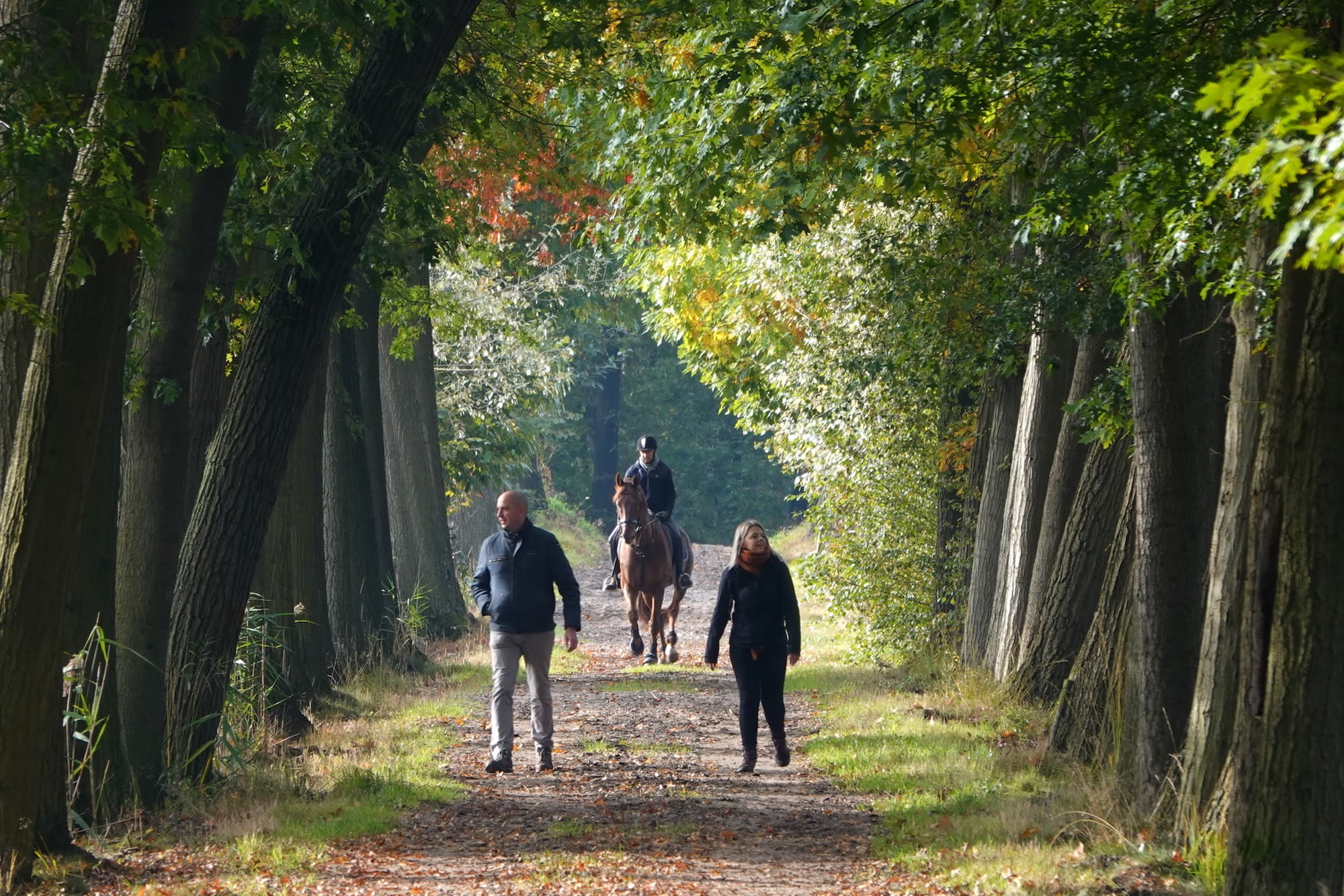 Wandelaars en paard in de Brabantse bossen tijdens zonnig najaarsweer