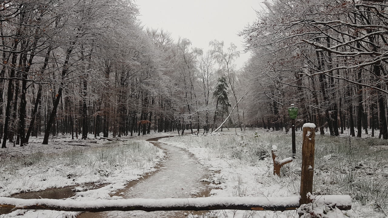 Bepoederd landschap door sneeuw. Foto: Theo van Dalen