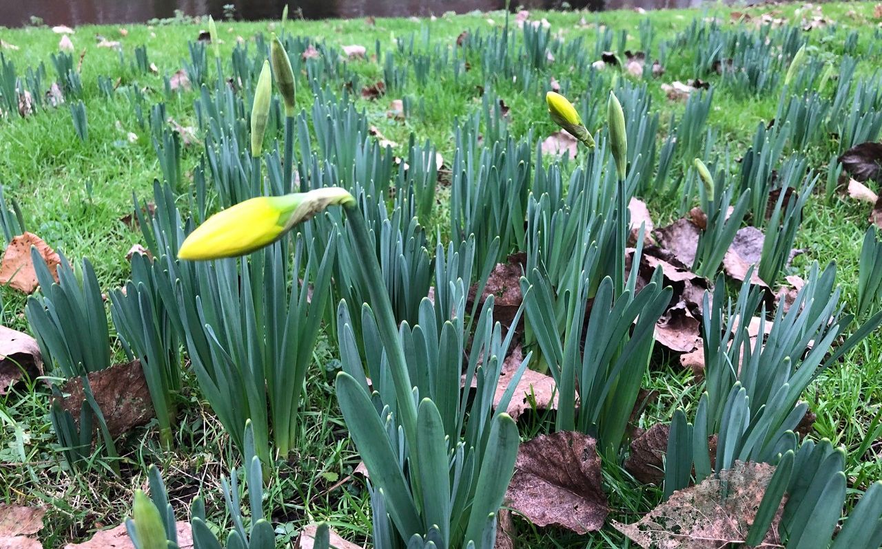 Narcis in januari. Foto: Jolanda Bakker.