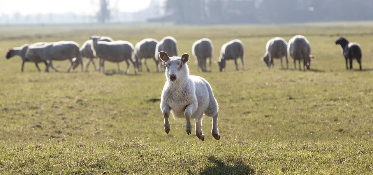 ANP-barst-de-lente-weer-los-in-maart-1280x600