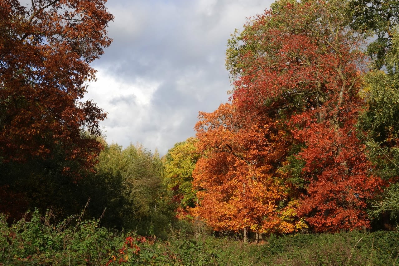 Herfstkleuren. Foto: Ben Saanen.