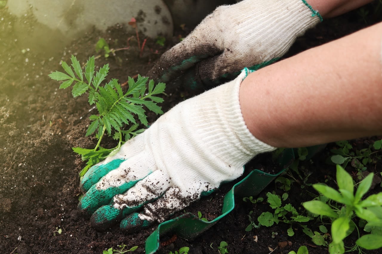 Werken in de moestuin