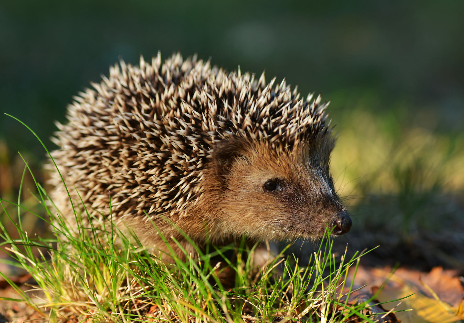 Egel in de tuin. Foto: Adobe Stock / Piotr Krzeslak.