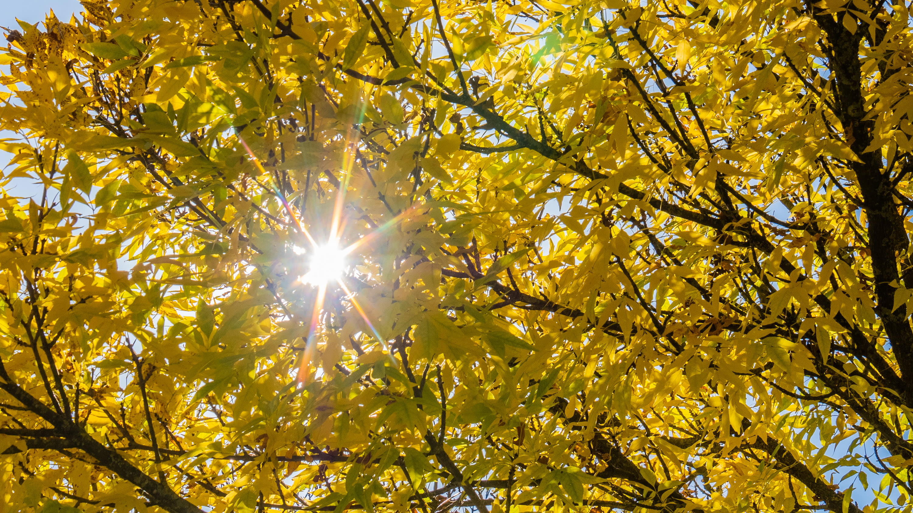 herfstkleuren