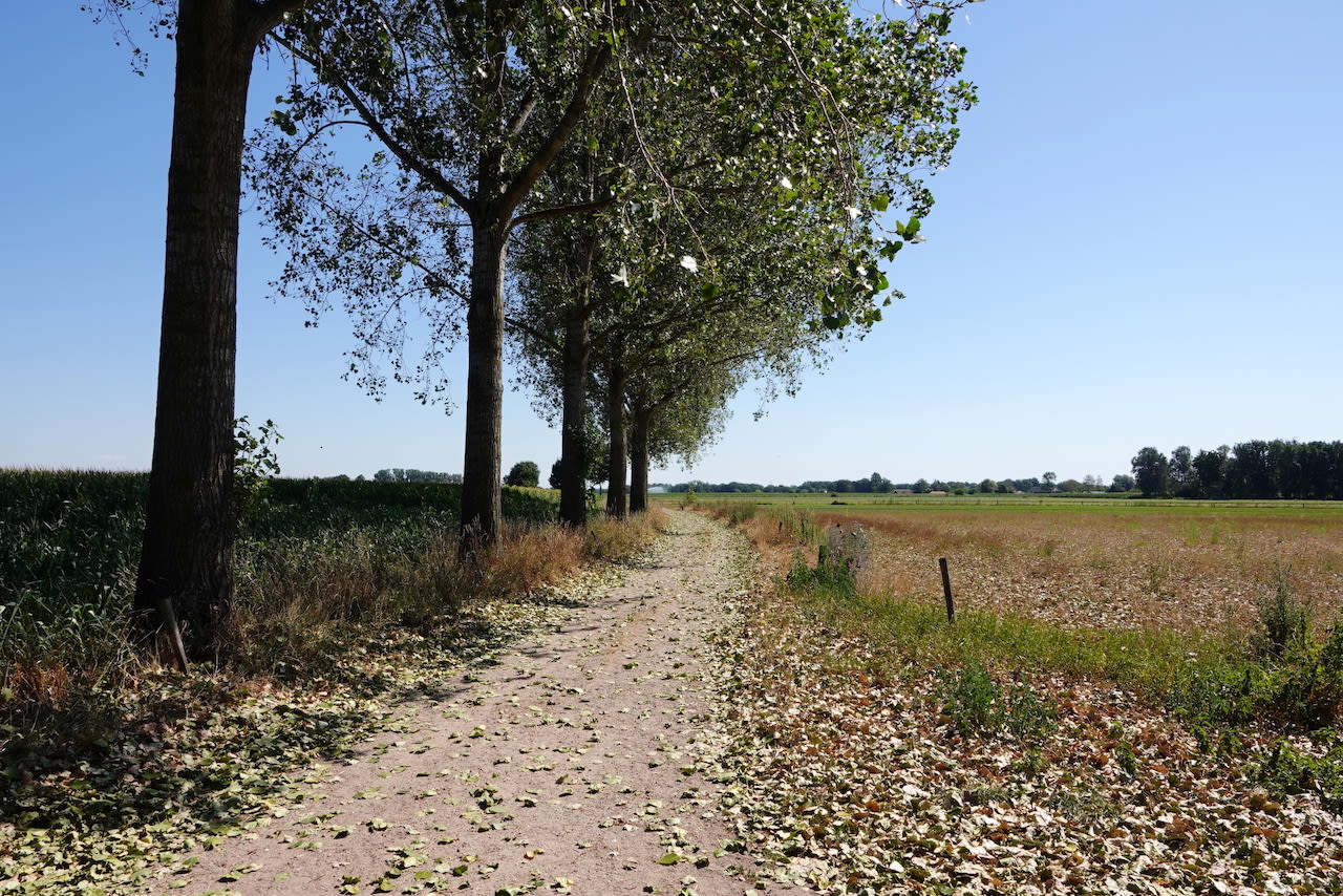 Door droogtestress laten bomen zelfs hun bladeren vallen. Foto: Ben Saanen
