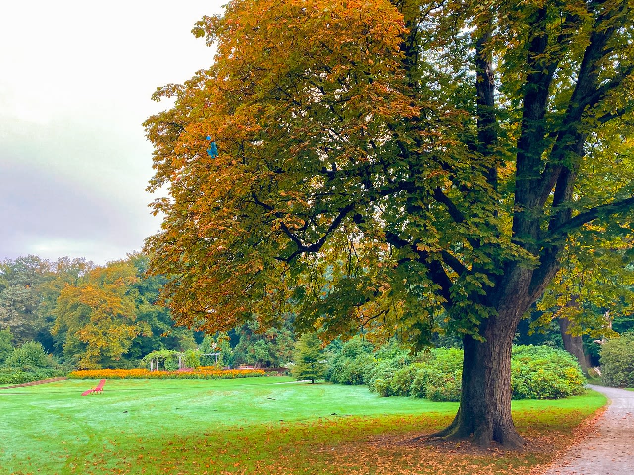 Verkleurende bomen, herfst