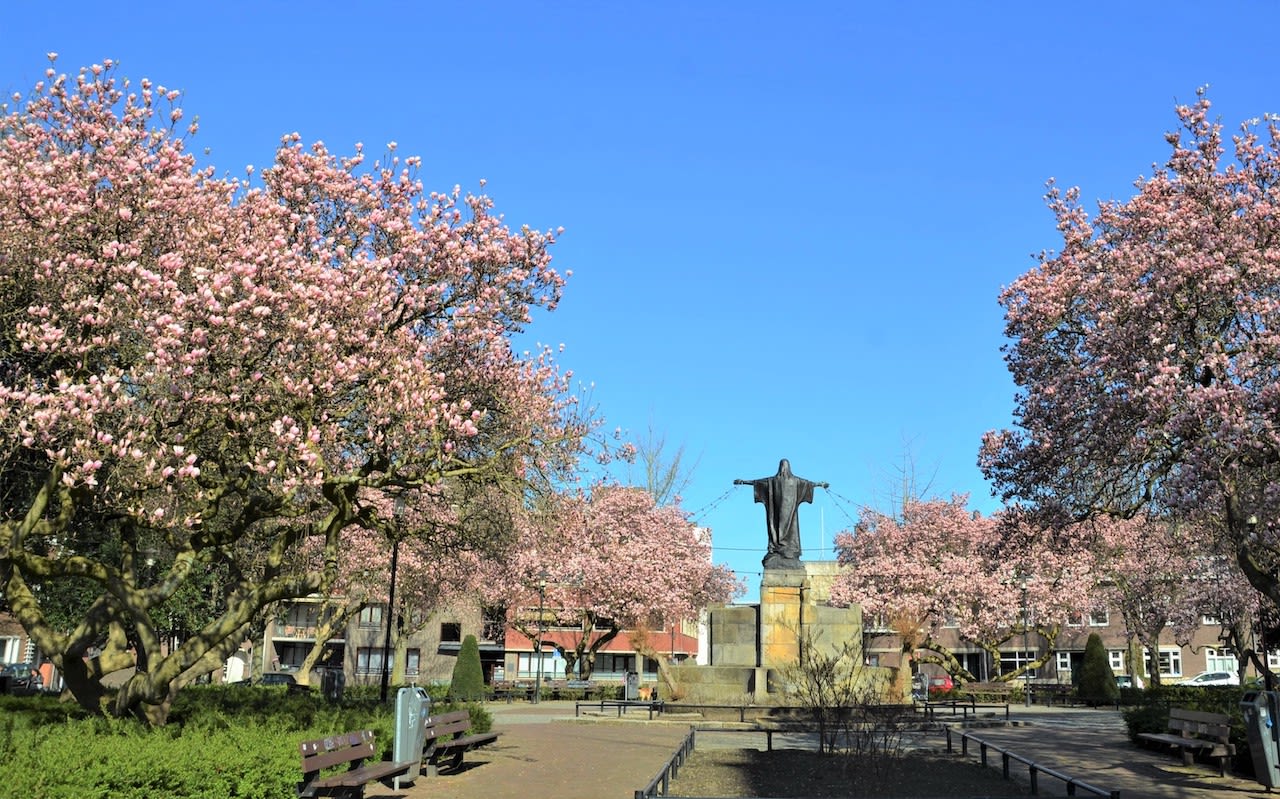 Magnolia in bloei