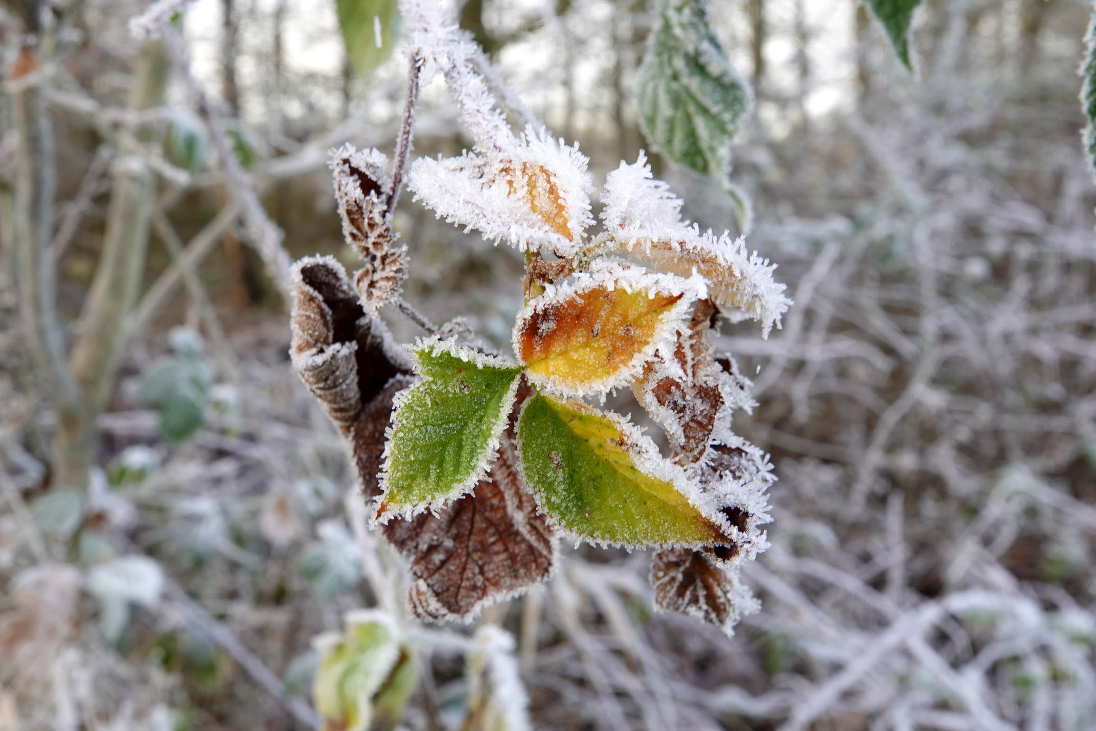 winters, vorst, rijp