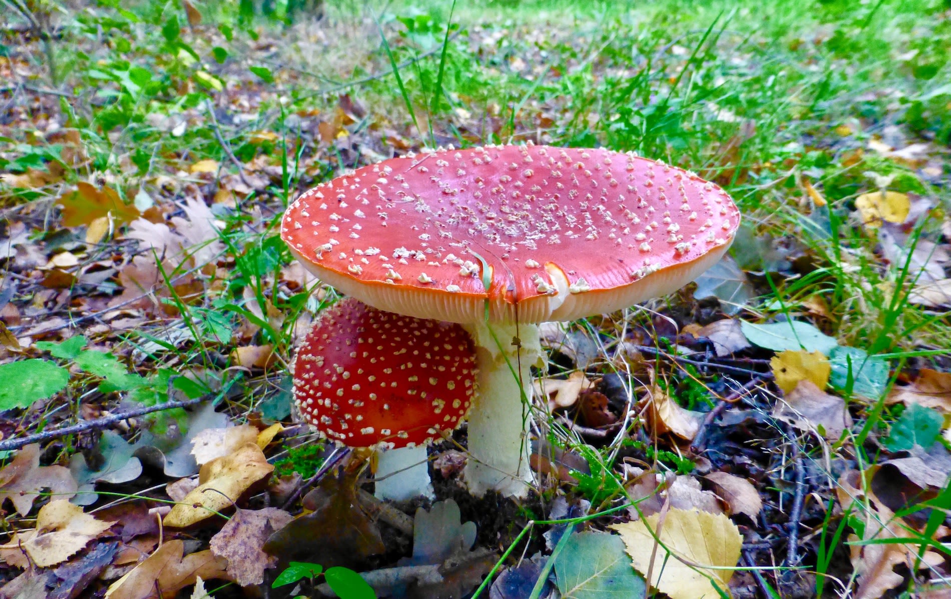 herfst, paddenstoel