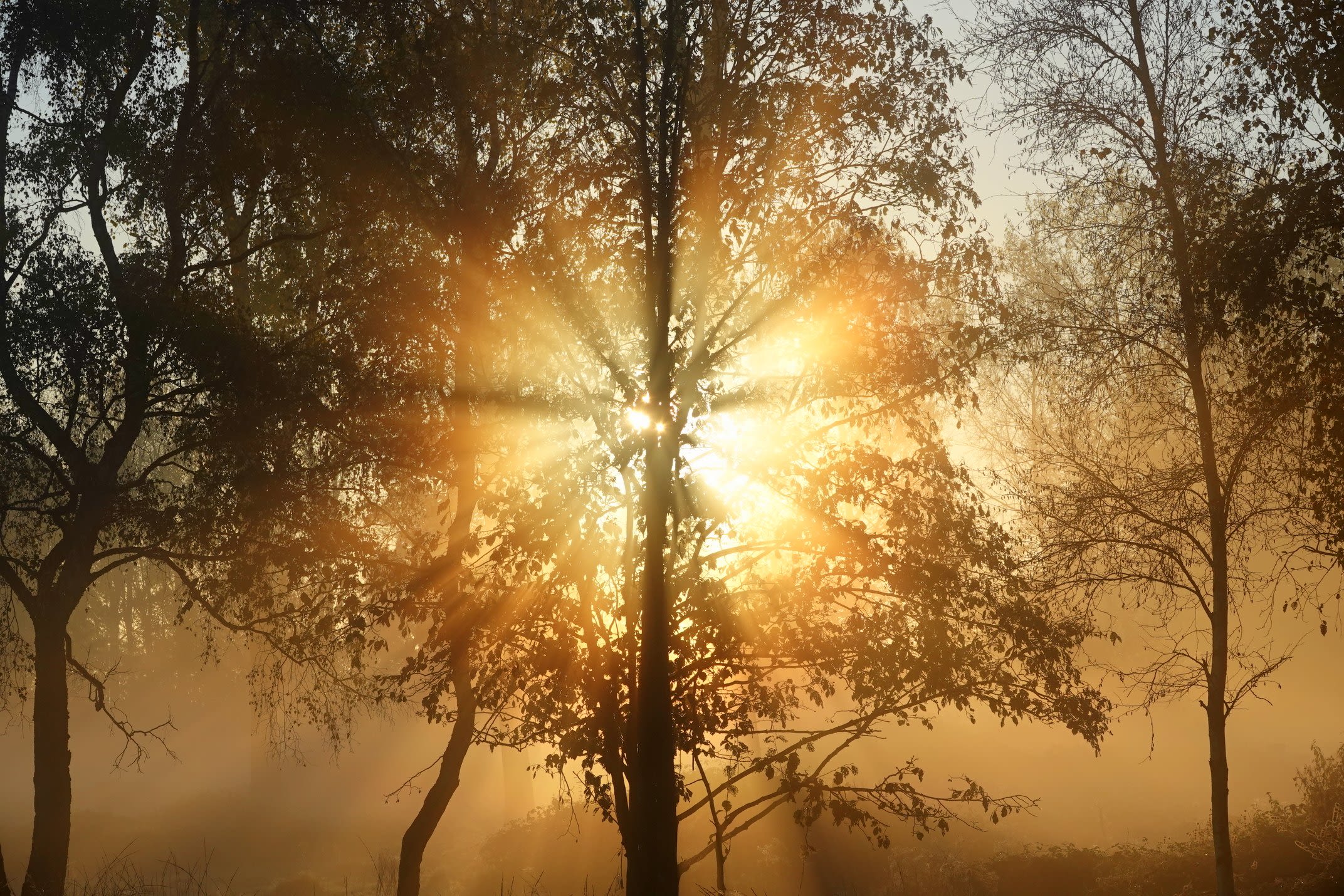 Nevel zorgt voor mooie brekende zonnestralen in bos