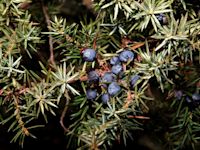 Natuurjournaal: jeneverbes heeft vruchten, ijsvogel heeft jongen