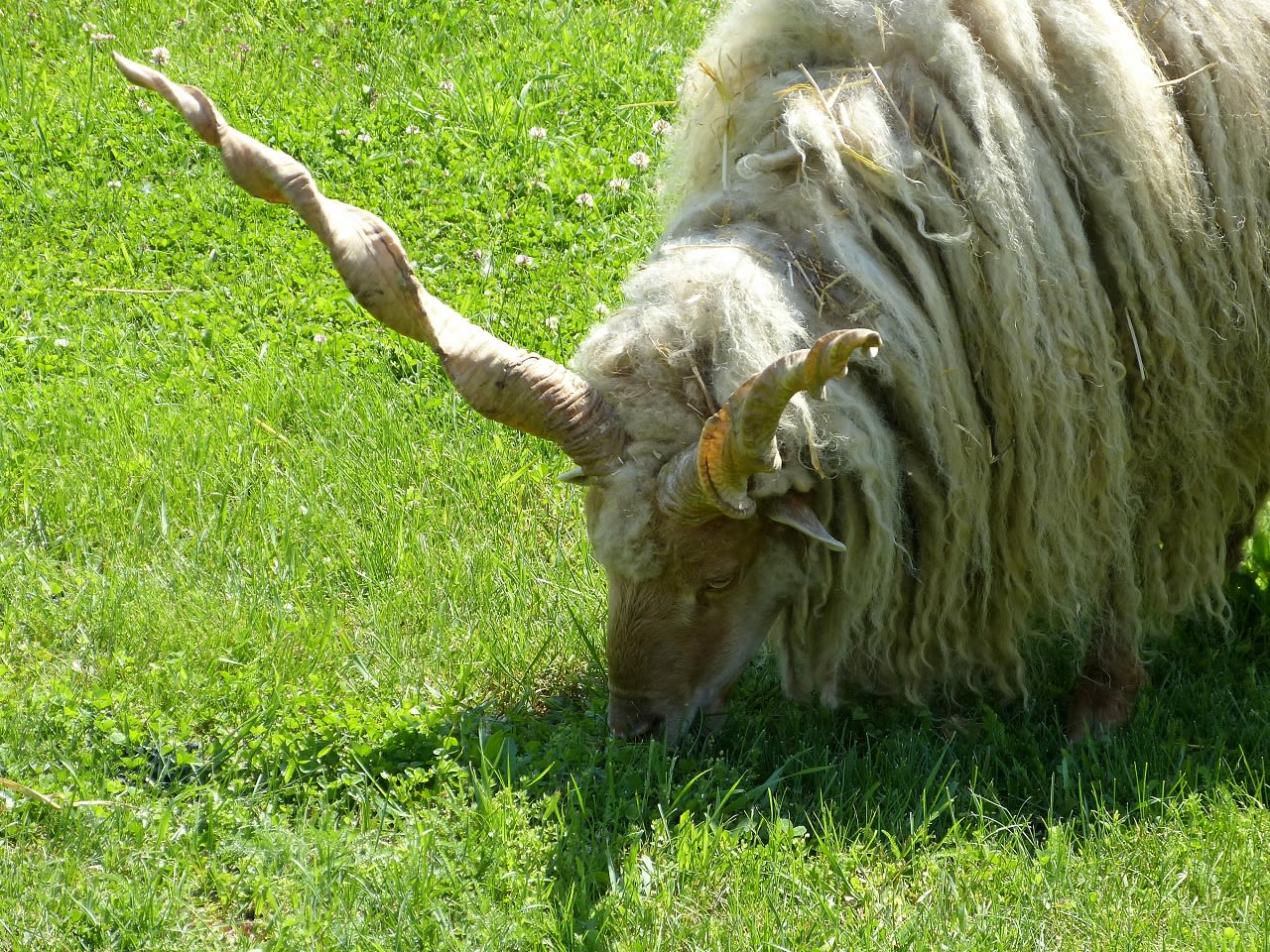 Hongaars schaap