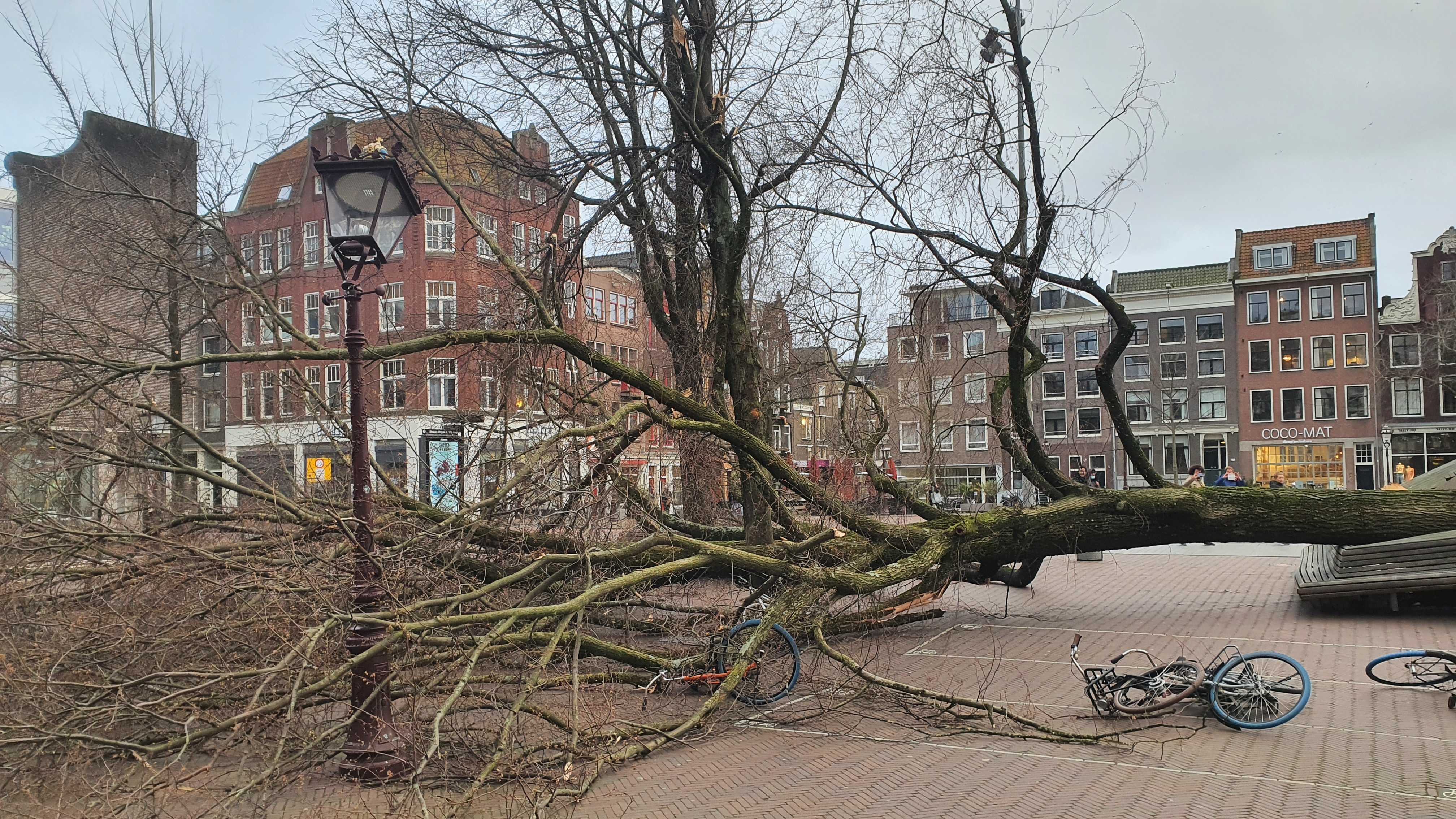 Vele bomen omgevallen. Foto: Matthijs van der Linden