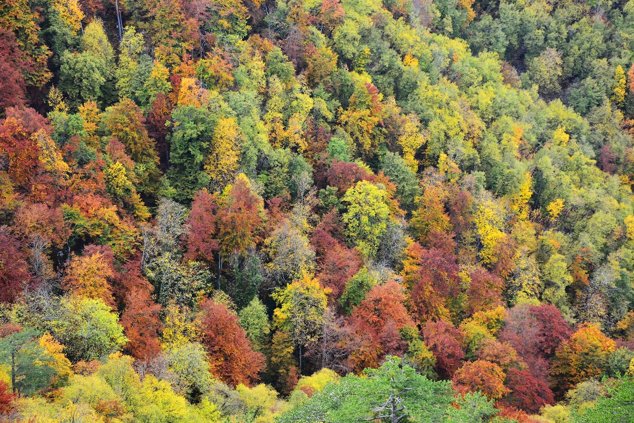 Kleurende bossen in de herfst, Veluwe