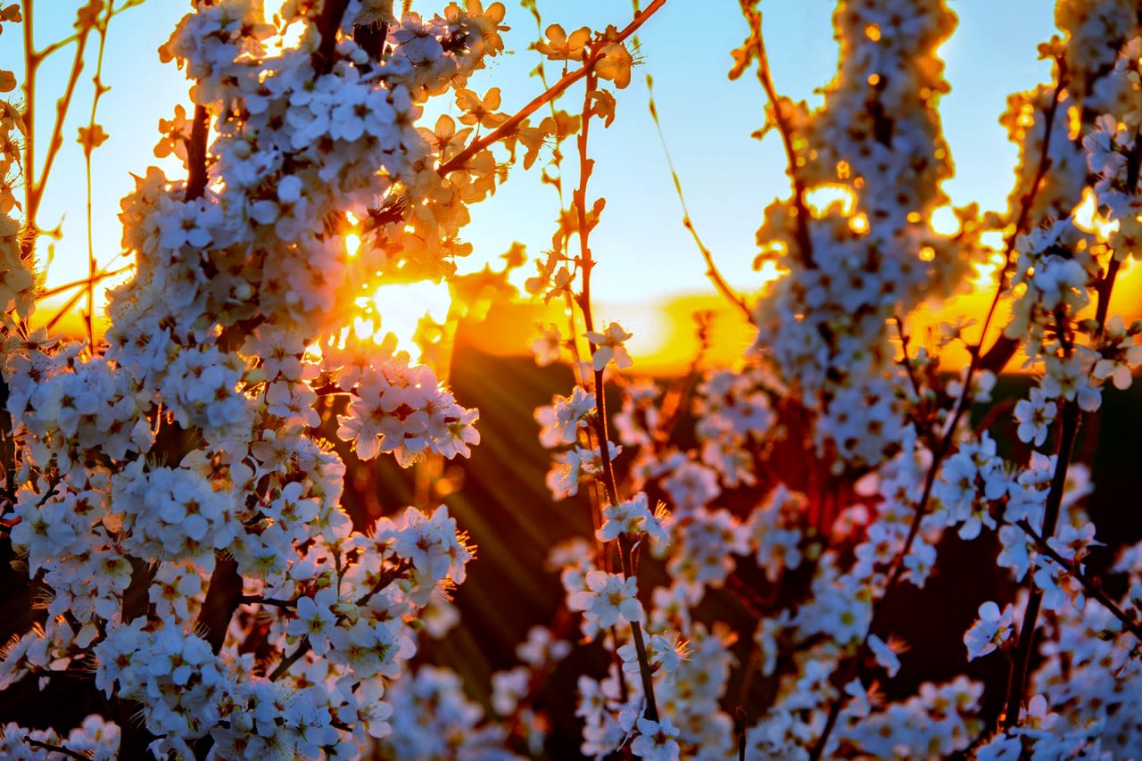 Veel zon en bloesem. Mia Verleye maakte de foto.