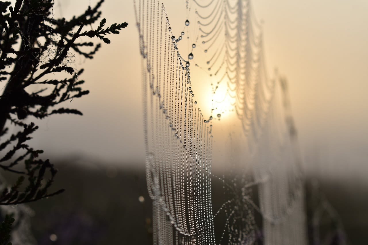 Rustig septemberweer, spinnenweb, mist, nevel
