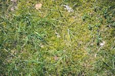 Zo vermijd je mos in je grasmat