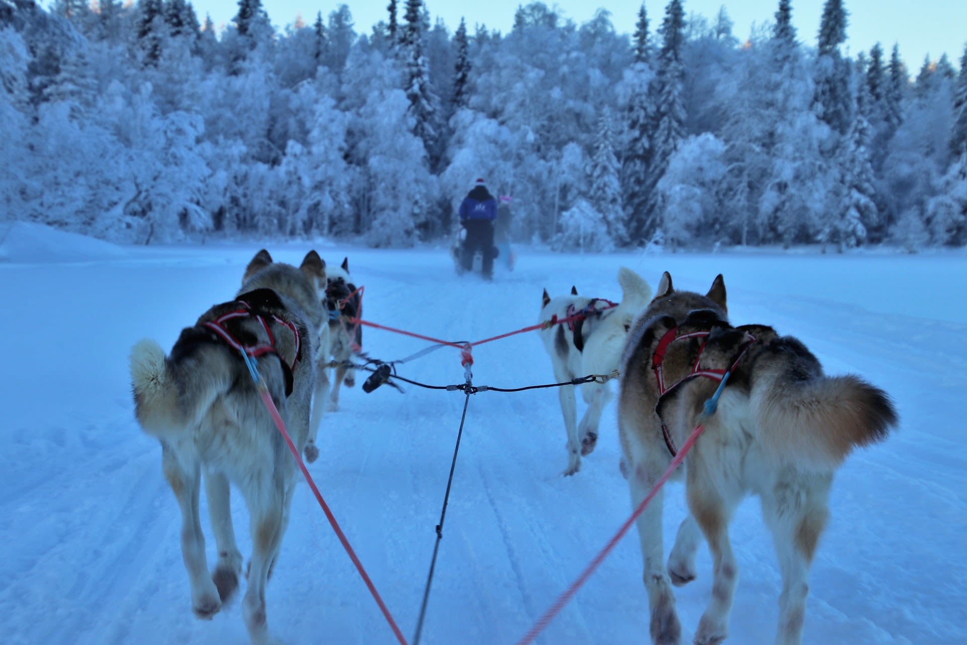 husky safari Lapland