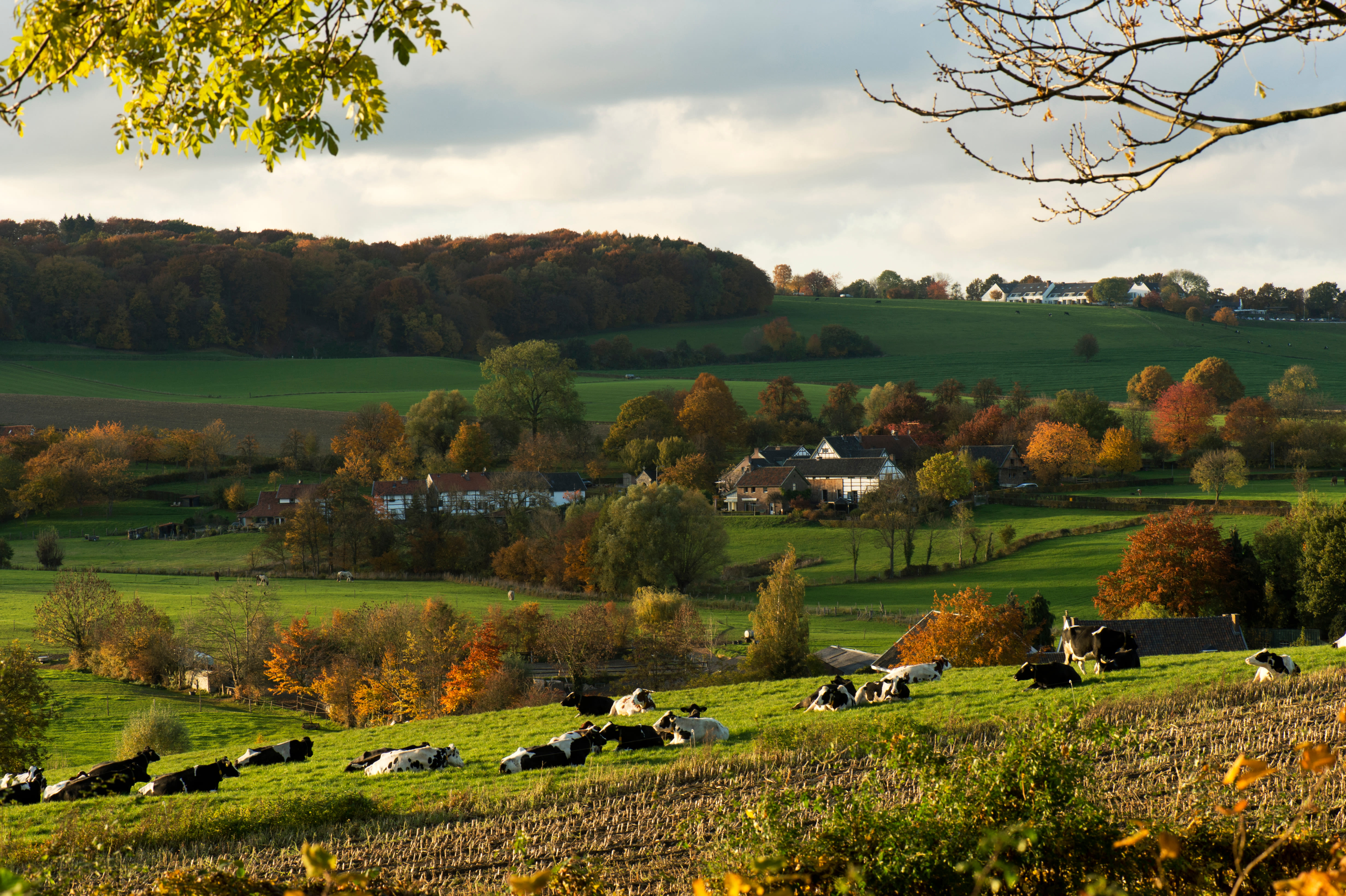 Limburgse Heuvelland foto: Twan Wiermans