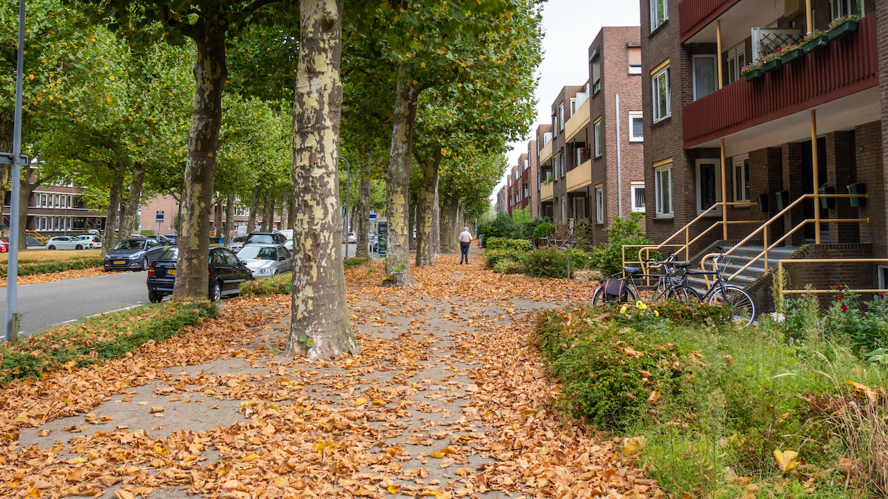 Bladeren vallen van de bomen door droogte. Foto: Jos Hebben.