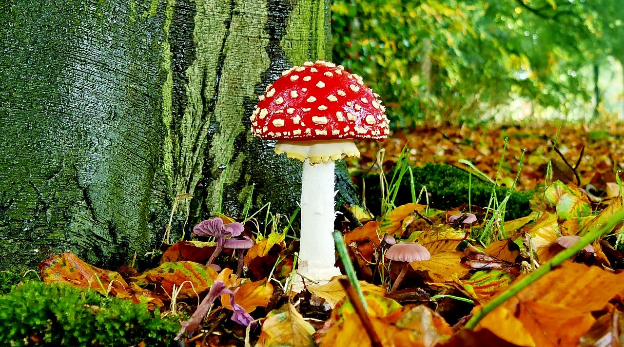 Vliegenzwam herfst