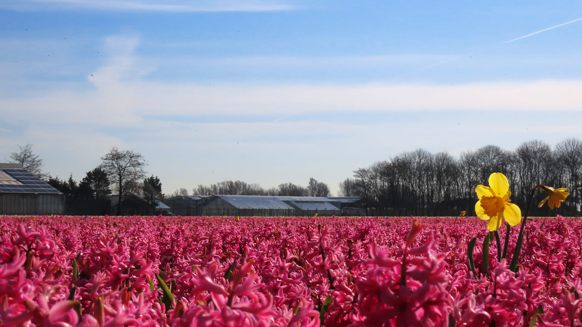 Een narcis staat tussen de hyacinten in Noordwijk. Foto: Gieny Westra