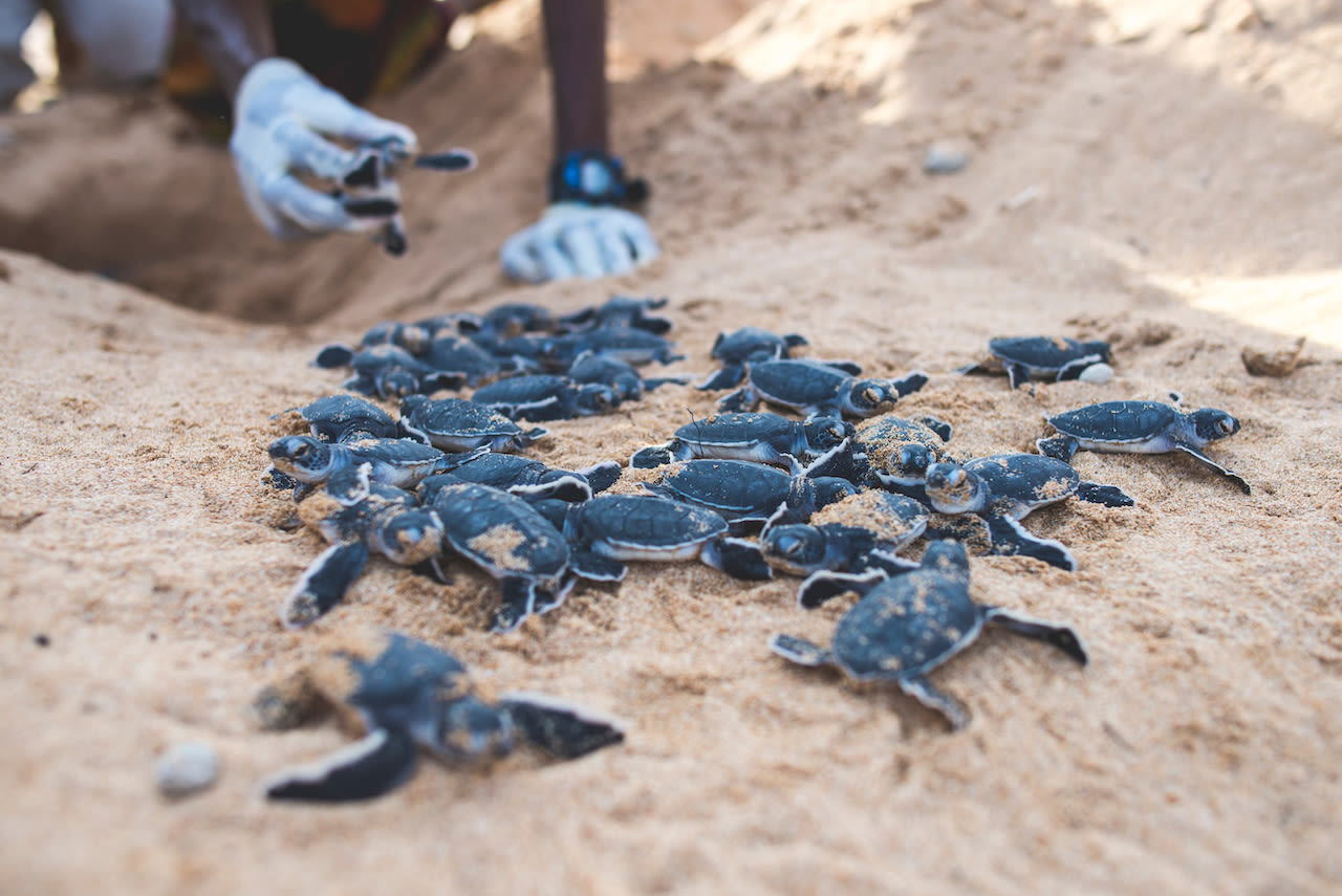De temperatuur van het zand is bepalend voor het geslacht. Foto: Adobe Stock / EIVIND