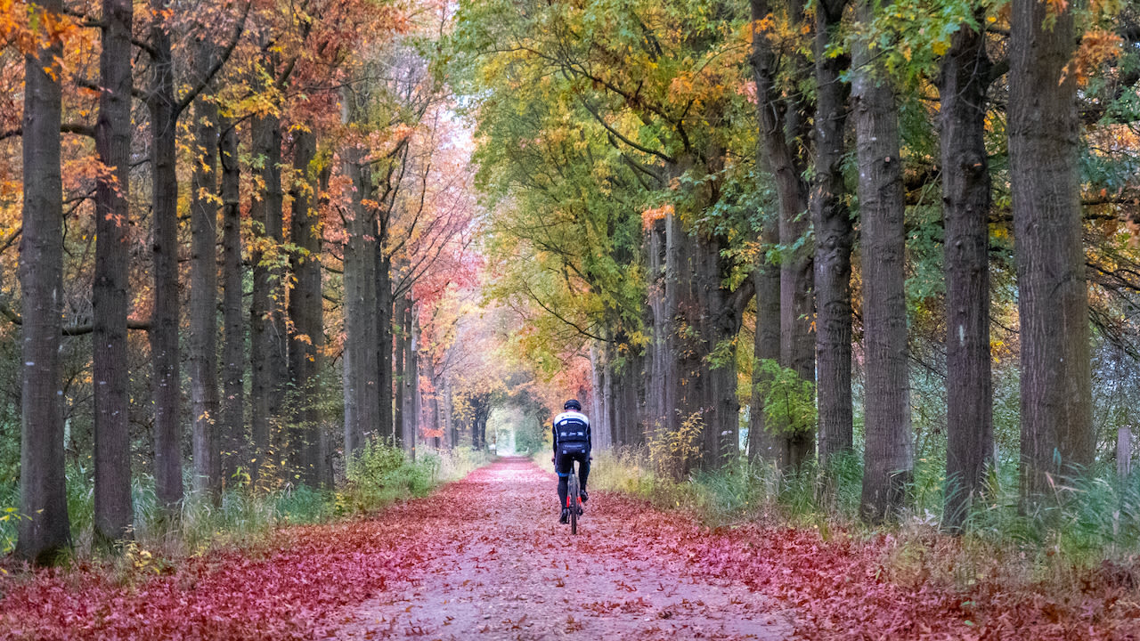 Fietsen in het bos. Foto: Jos Hebben
