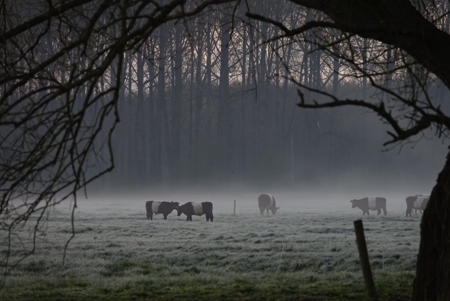 Koeien met rijp op weiland