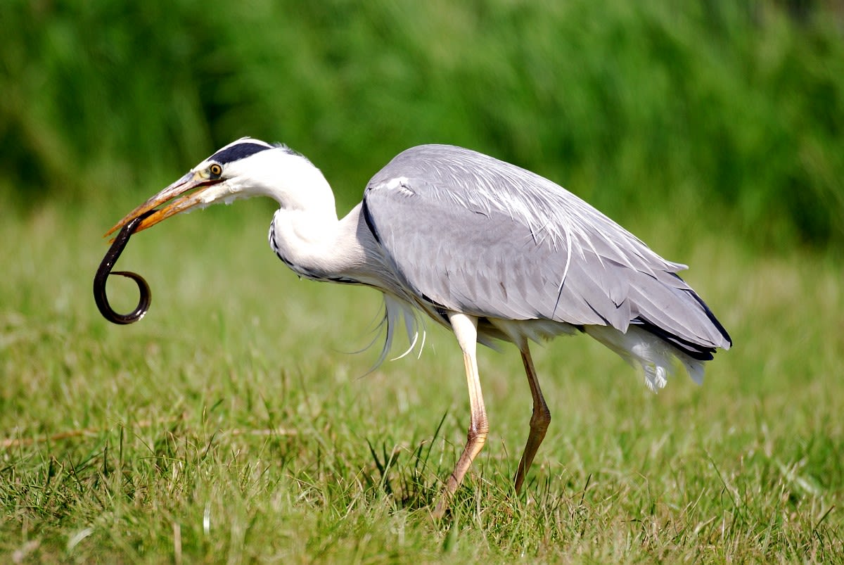 Blauwe reiger