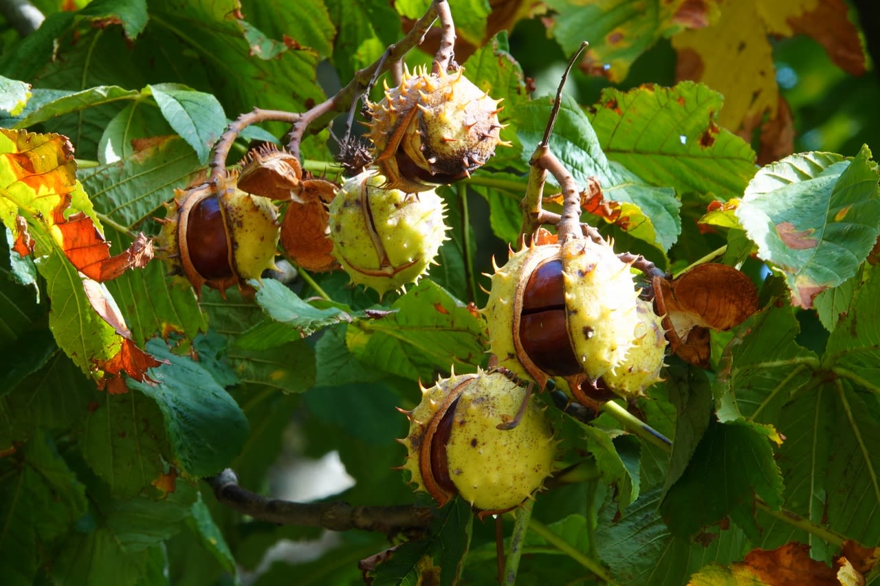 herfst, kastanjes,