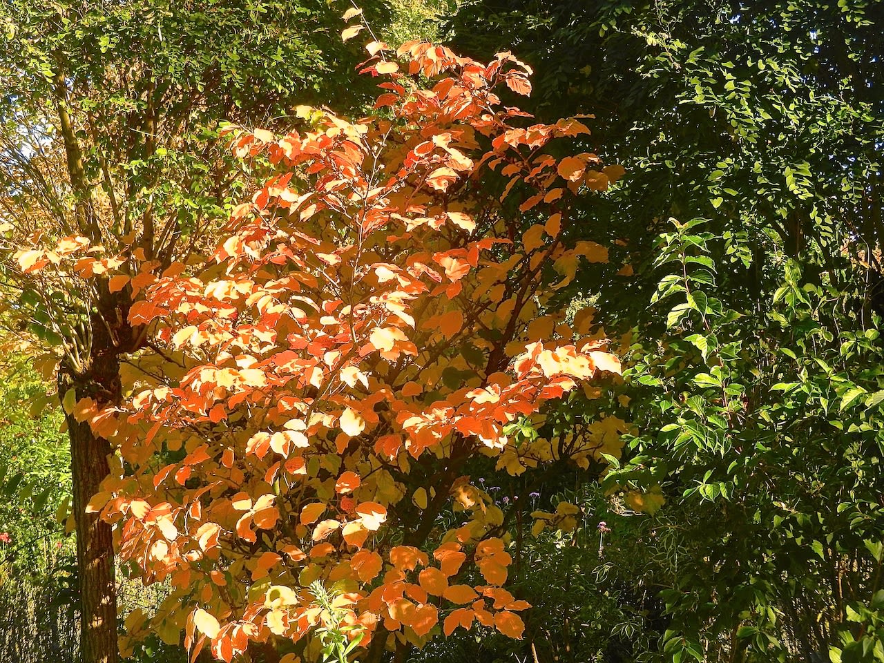 Toverhazelaar in de herfst, eind oktober. Foto: Elly van Niekerk.