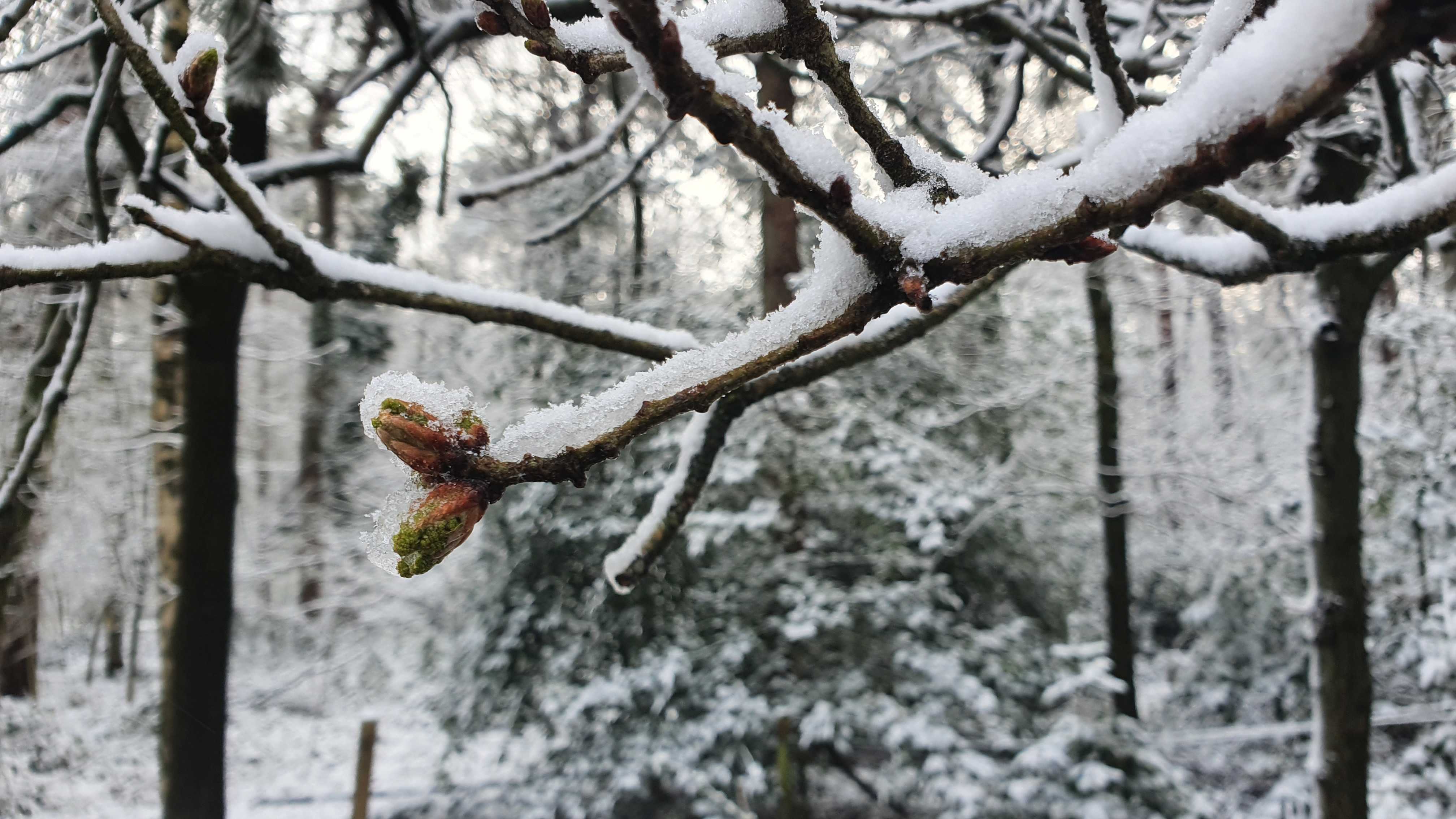 Sneeuw op uitlopende natuur. Foto: Matthijs van der Linde