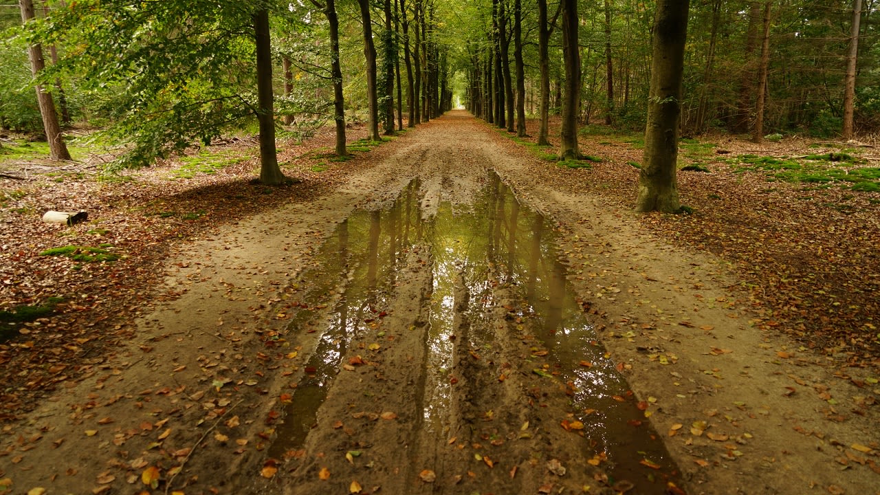 Kleurende bossen, modder