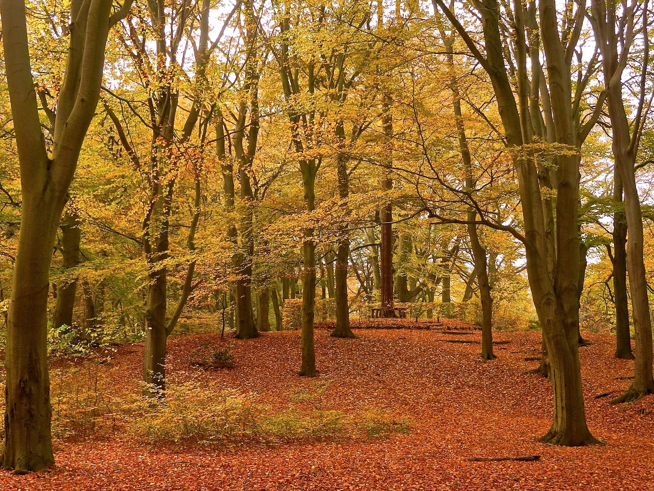 Goudgeel beukenbos in november. Foto: Elly van Niekerk.