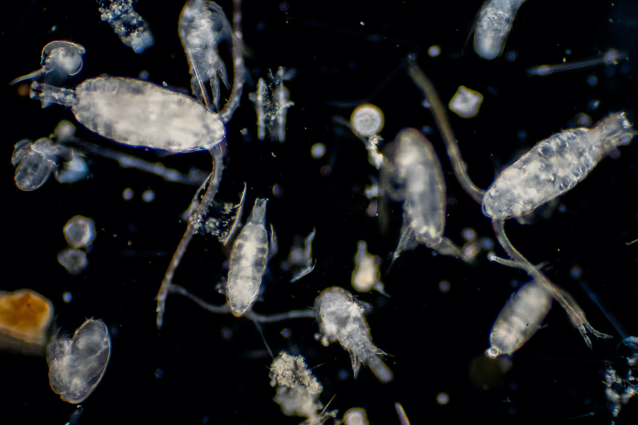 plankton klimaat klimaatverandering oceaan