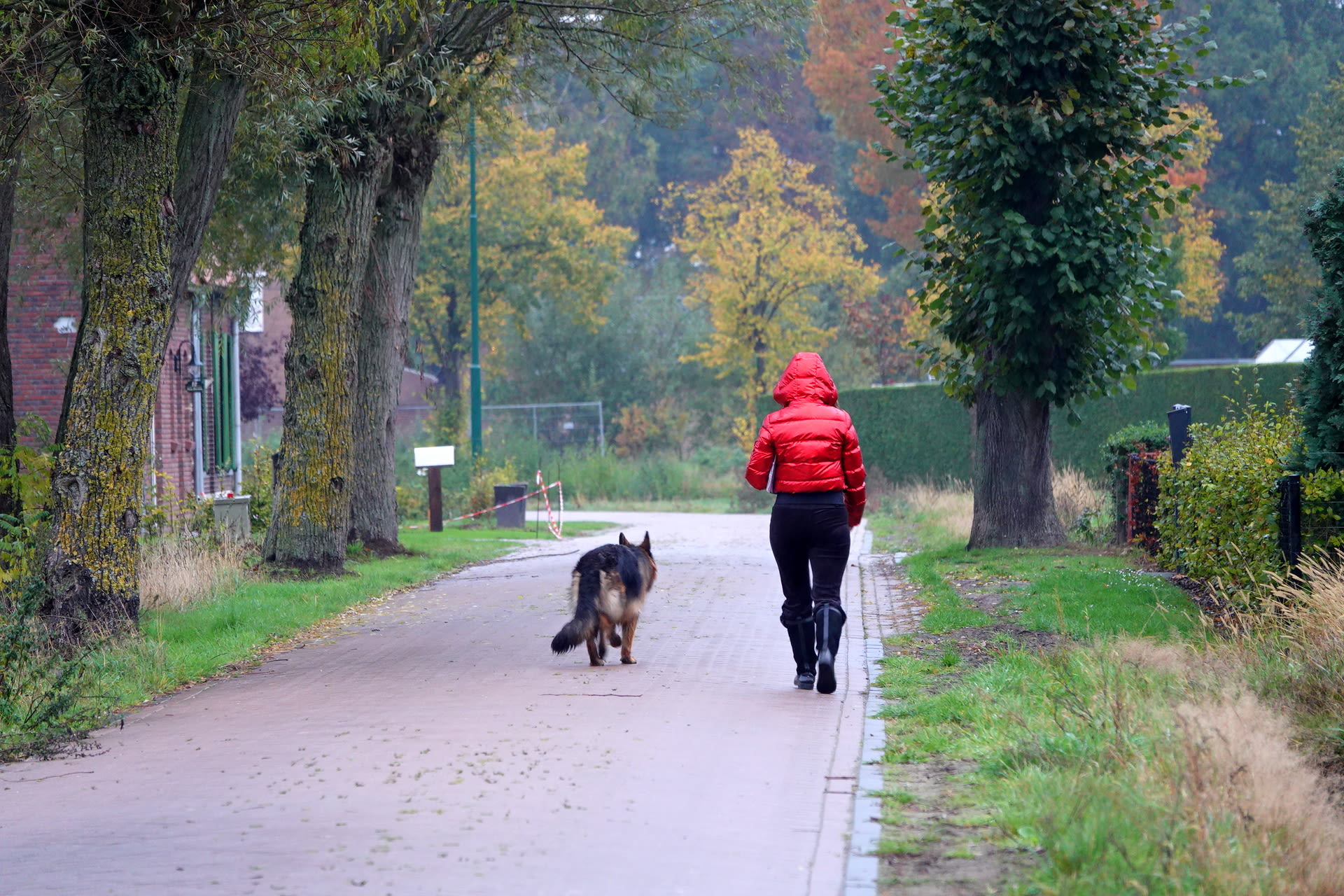 Herfstweer - Regenachtig - Gekleurde bomen - Herfst