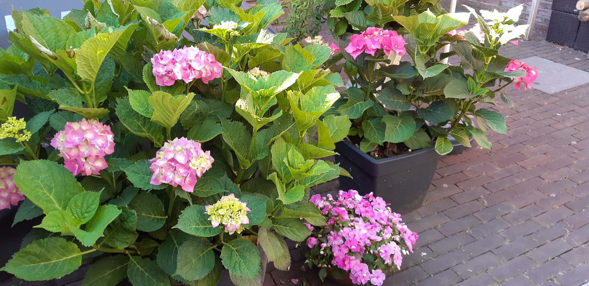 Hortensia. Foto: Lenie Van Egmond