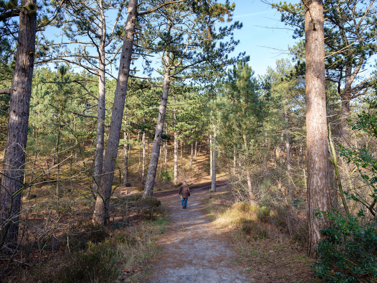 Schoorlse Duinen