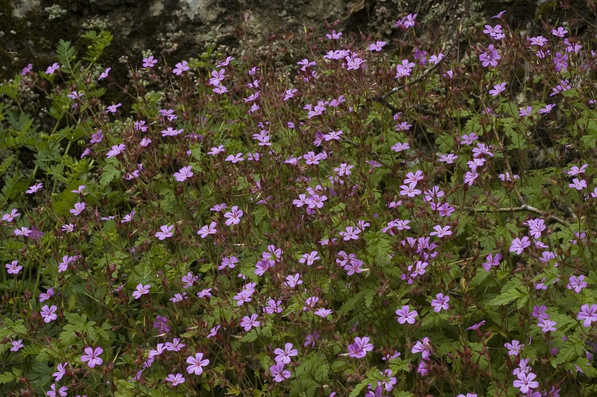 Robertskruid - Natuurjournaal (bron: Saxifraga-Jan-van-der-Straaten)