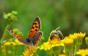 Deze bloemen zijn goed voor vlinders en bijen
