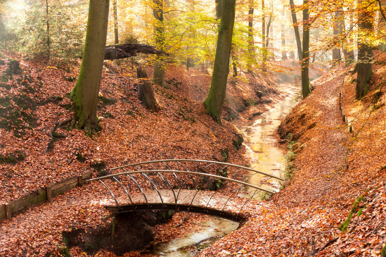 Adobe-stock-VanderWolf-Images-beek-op-de-veluwe-in-de-herfst