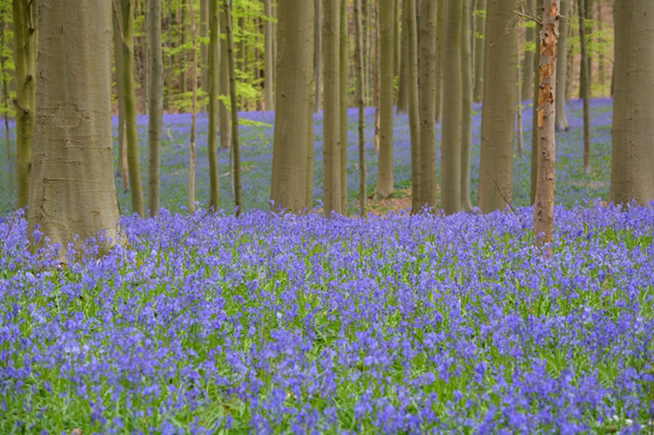 Hyacintenbos, hallerbos Beeld: pixabay - Ben_Kerckx