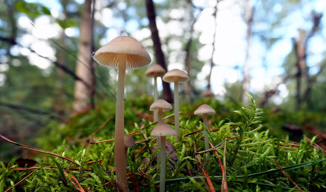 Op de Veluwe zijn in de herfst veel paddenstoelen te vinden zoals hier in de buurt van Klarenbeek. Foto: Jan Simmes.