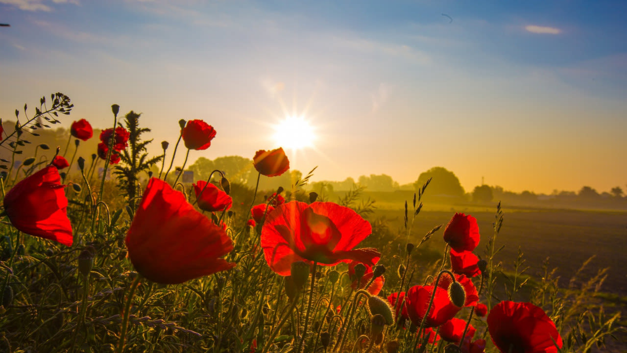 Ab-Donker-zonsopkomst-met-klaprozen