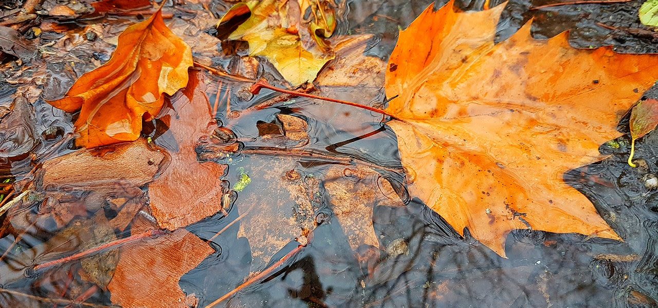 Herfst en regen onlosmakelijk met elkaar verbonden. Foto: Jannes Wiersema